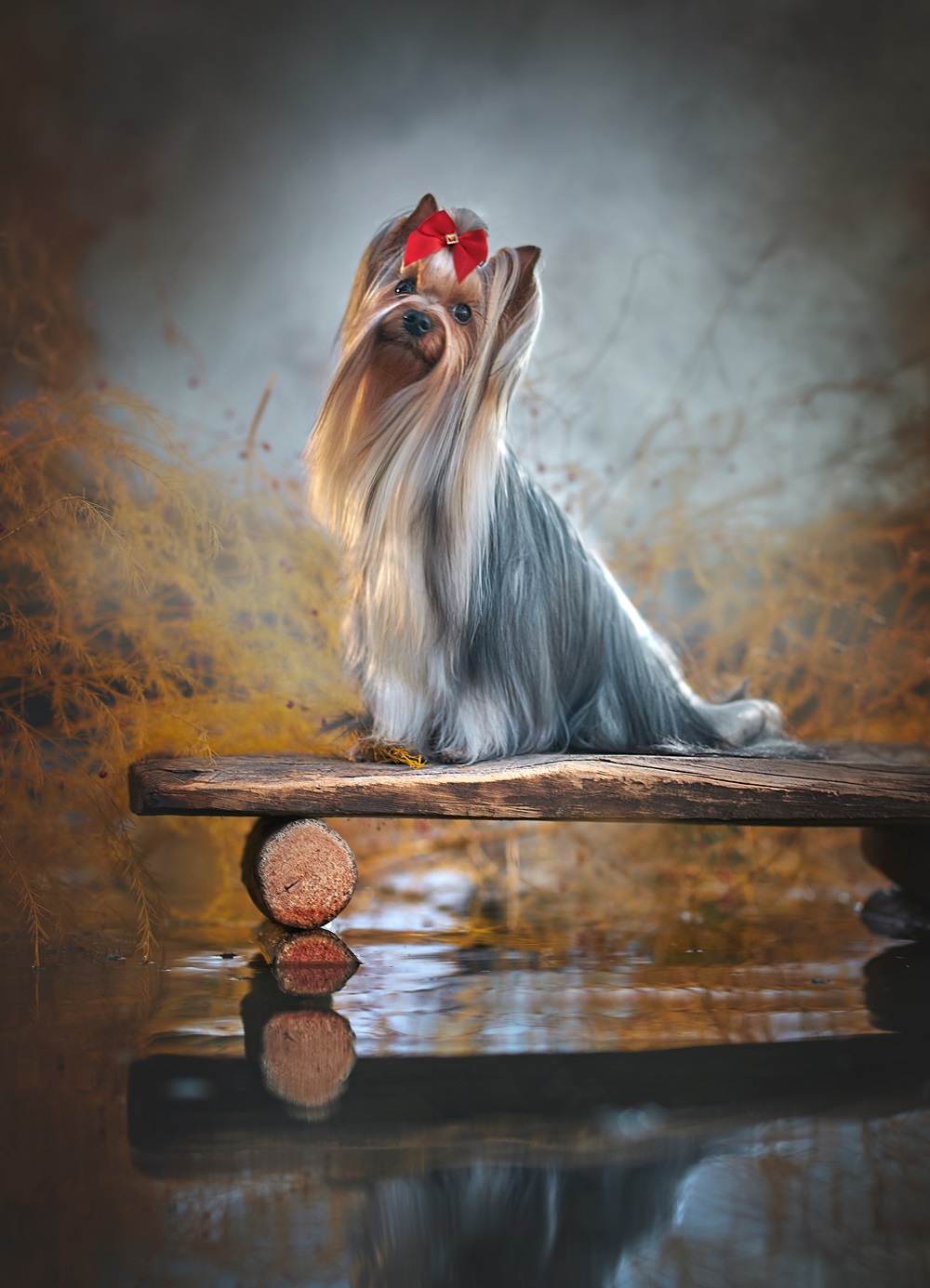 Again Love AGAIN LOVE IZABELLE &mdash; Labaza DogPedigree YorkshireTerrier